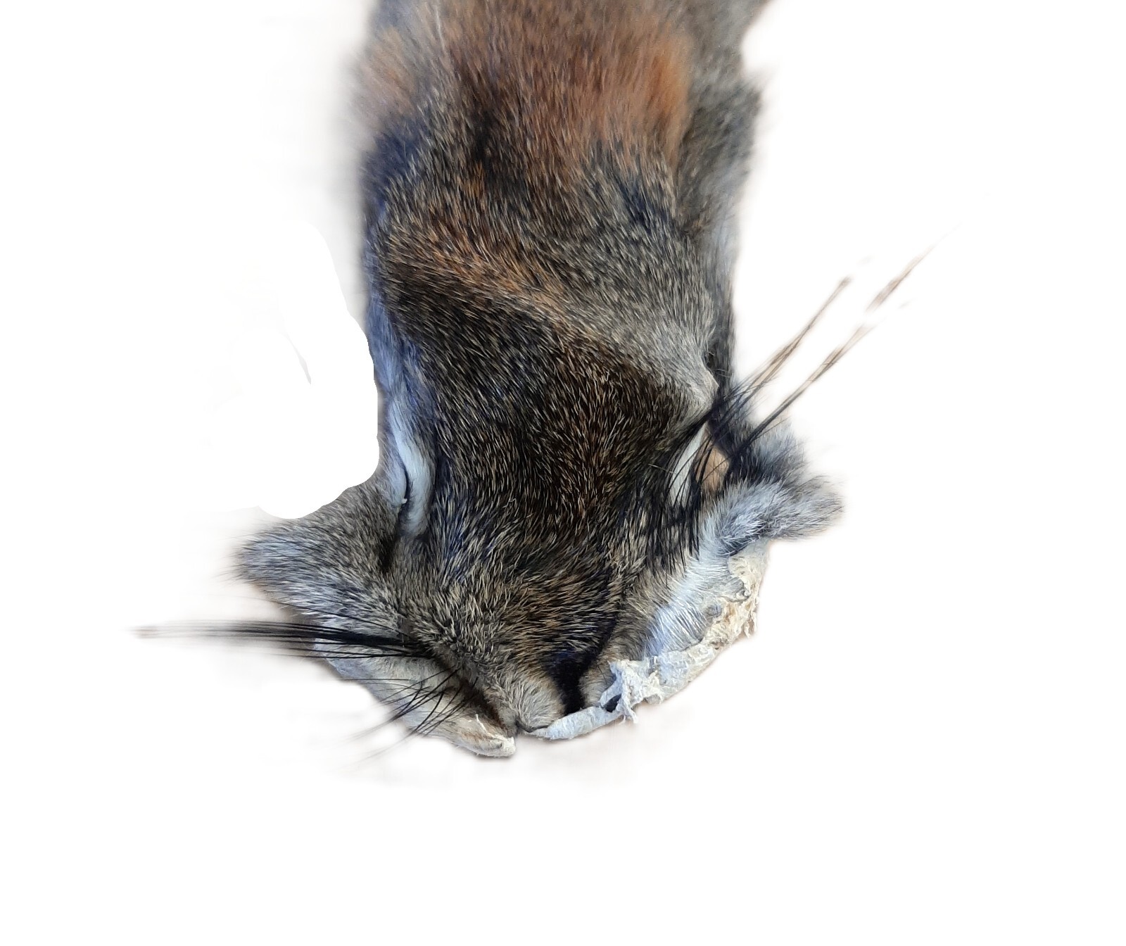 Canadian Red (Pine) Squirrel