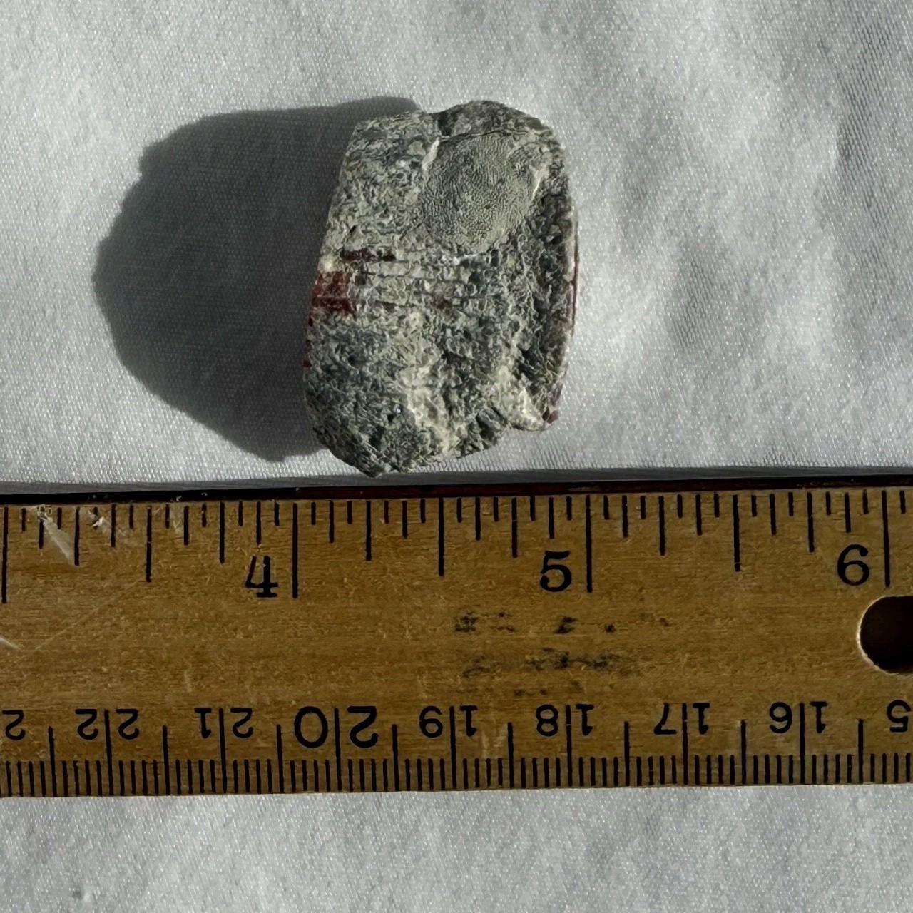 ~28 grs Polished Red Horn Coral Riley's Canyon, Utah Fossil Rugosa / display cab