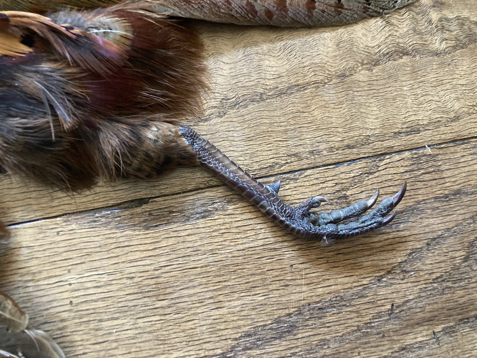 Rooster RINGNECK PHEASANT Full SKIN 2 Wings Tail Feathers Wall Art Man Cave