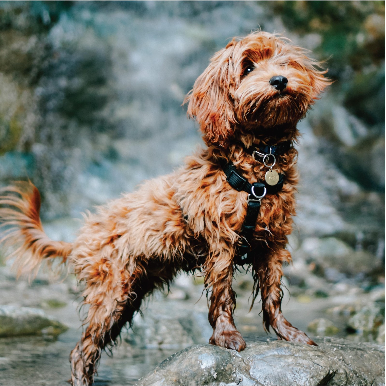 Blue-9 Buckle-Neck Balance Harness, Fully M (Ribcage: 21"-32"), Purple