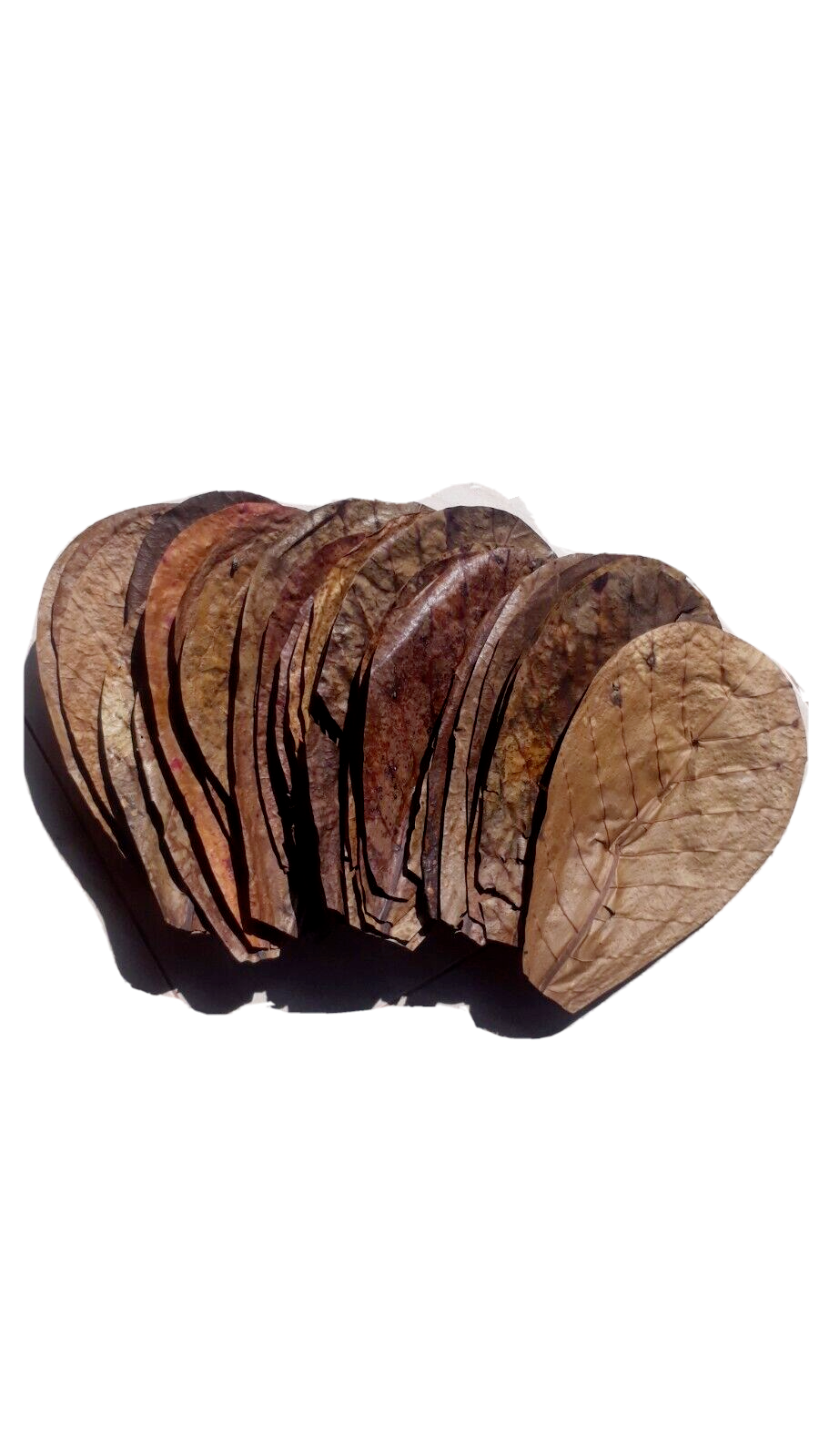 100Pc almond leaves 5'' catappa indian ketapang leaf Shrimp betta fish aquarium