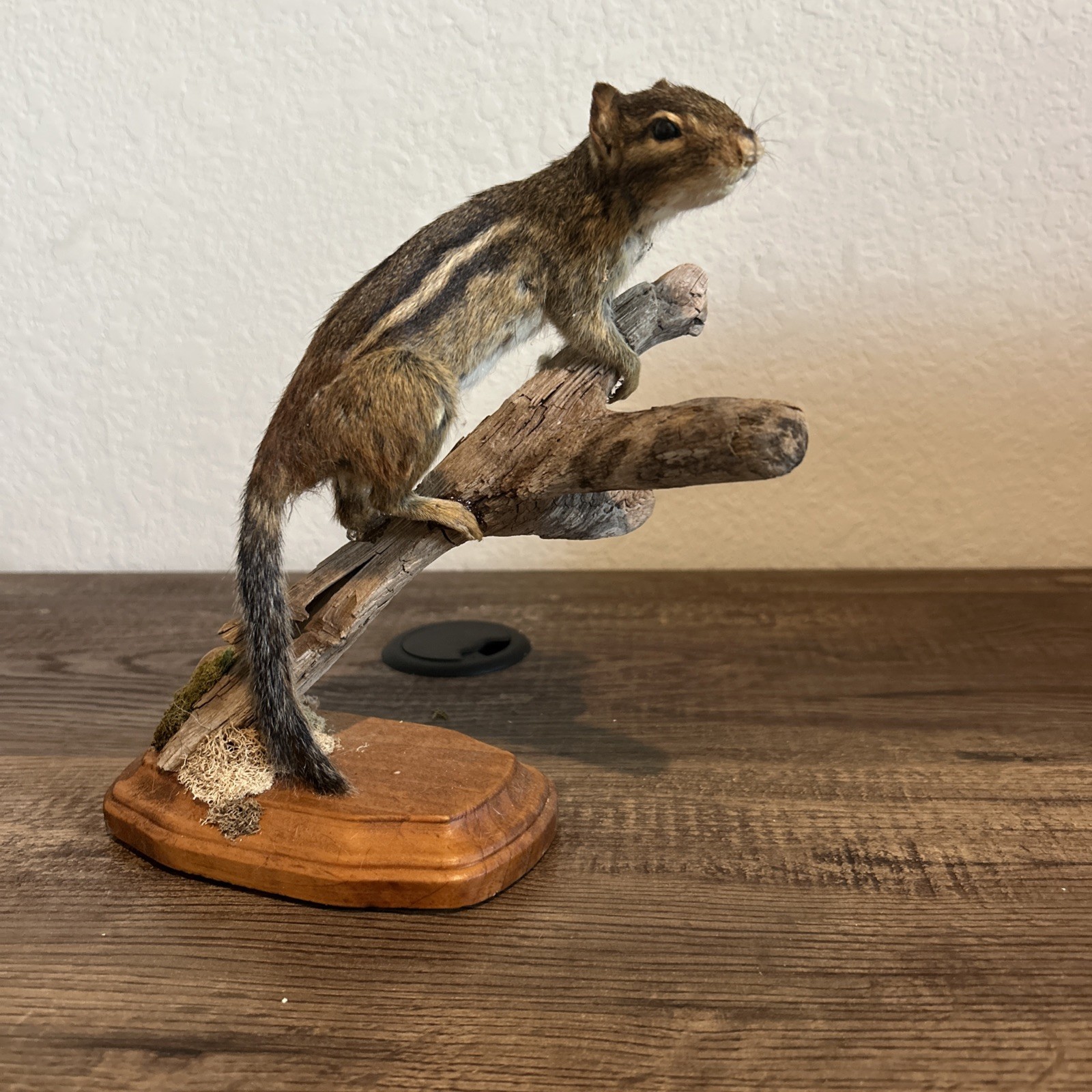 Chipmunk On Base ~ Taxidermy