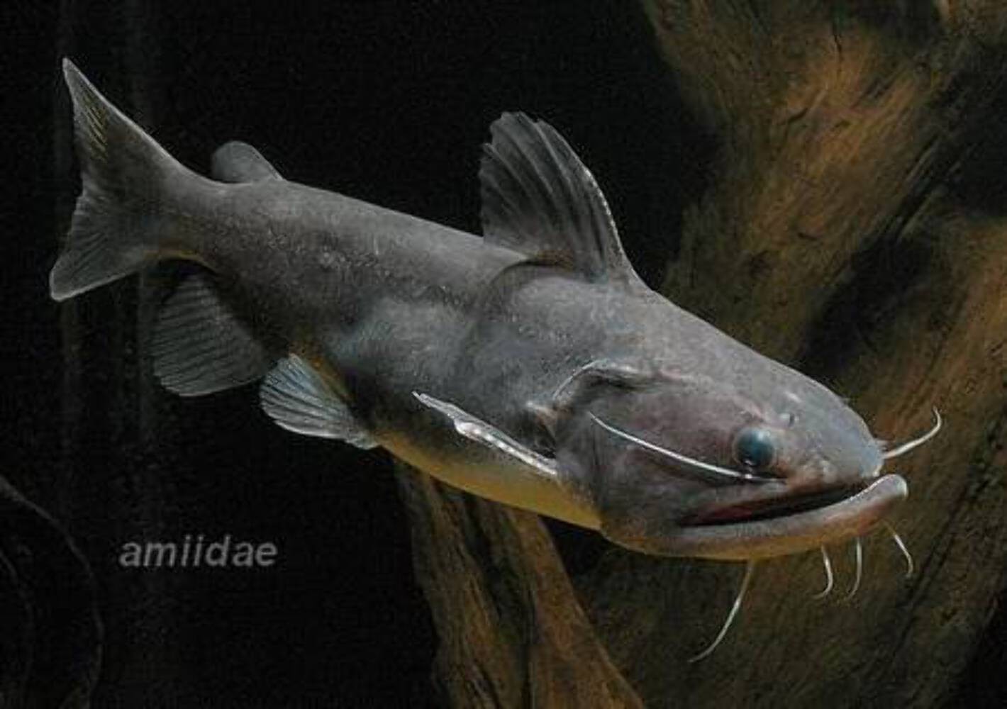 Gulper Catfish 3.5–4.5” – Rare Live Freshwater Predator – Exotic Oddball Fish