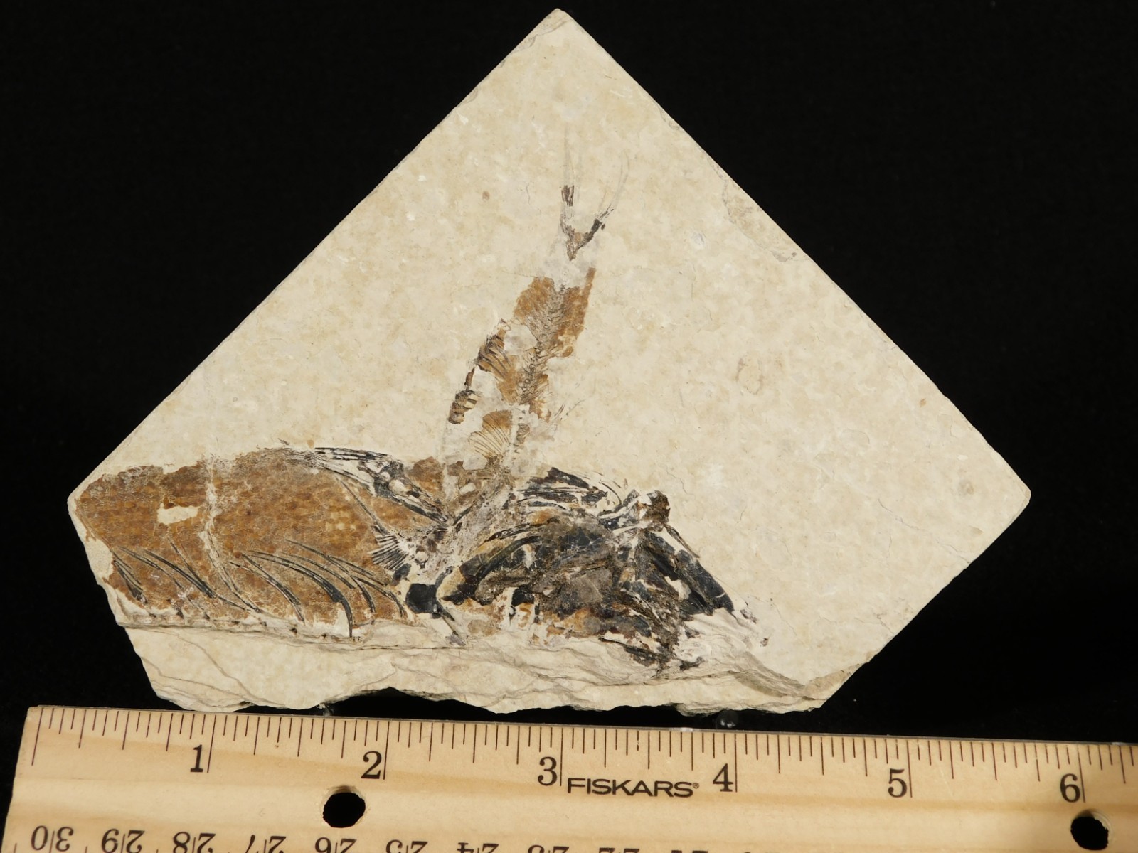 TWO! 100% Natural Knightia FISH Fossils From Wyoming! 282gr