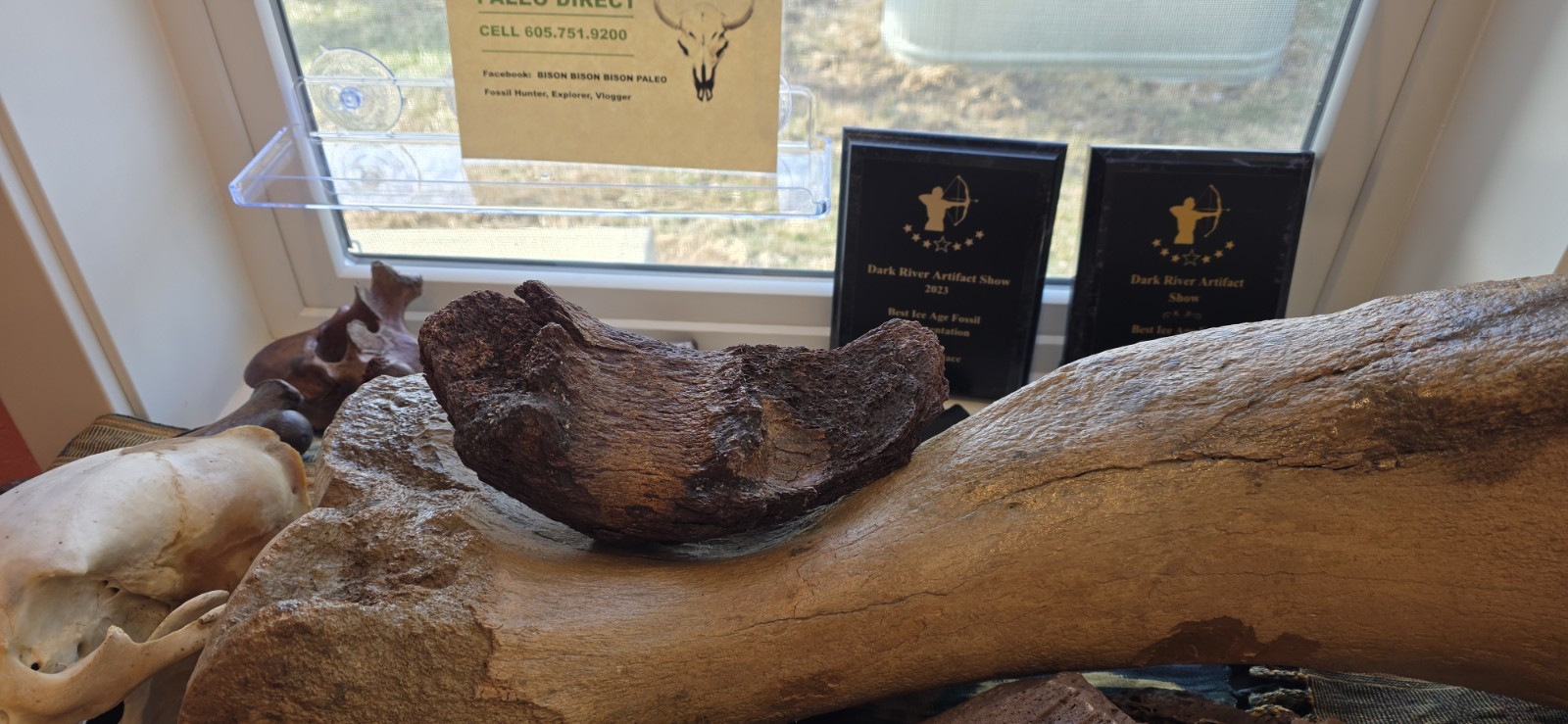Mammoth Mandible - Chin - Fossil Kansas