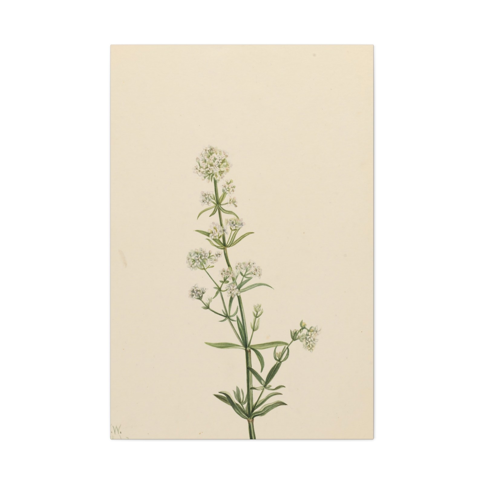 Mary Vaux Walcott - Northern Bedstraw (Galium boreale) - Canvas Wall Art