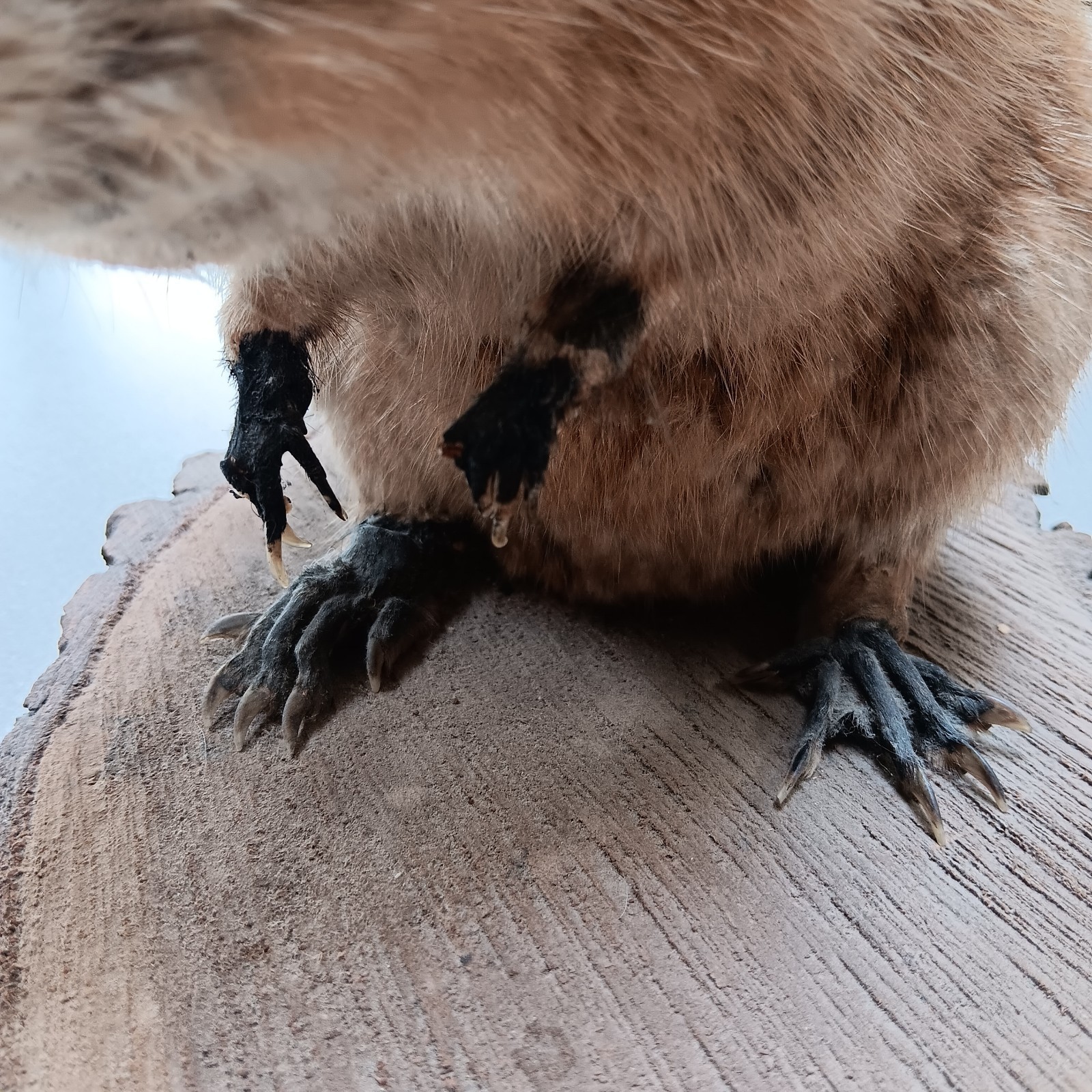 Vintage American Muskrat Mount Taxidermy Log Cabin Hunting Lodge Decor