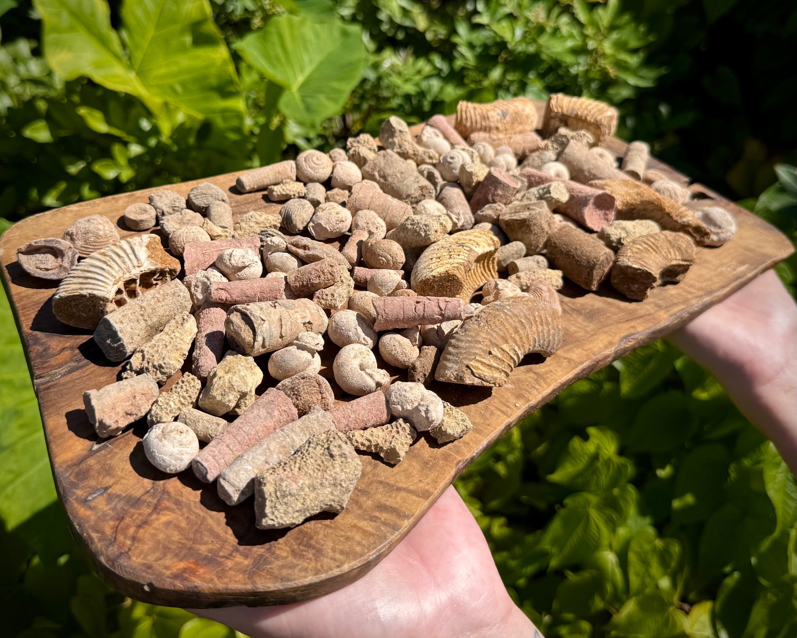 Natural Fossil Mix Gift Box - 1/2 lb Authentic Fossil Assortments & Shark Tooth