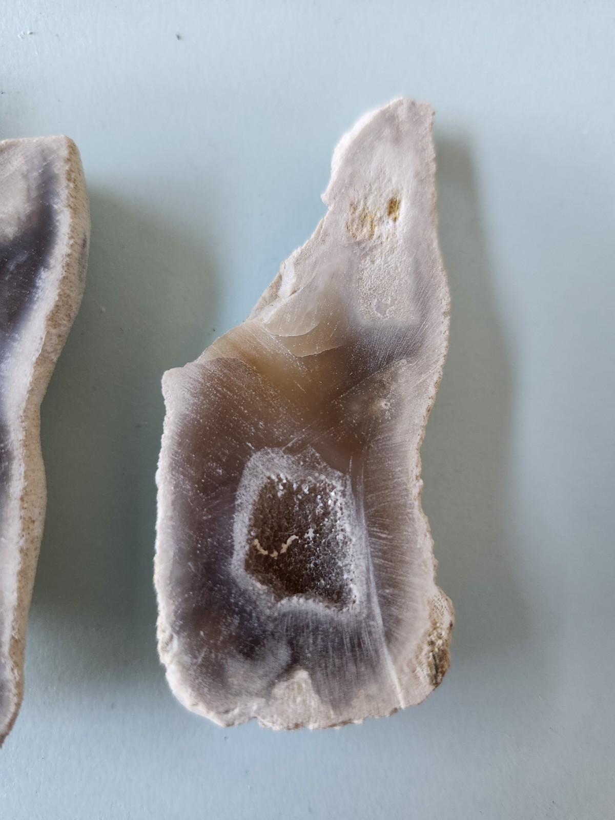 Florida Agatized Coral Fossil Pair, Part polished Chalcedony Druzy Fluorescent!