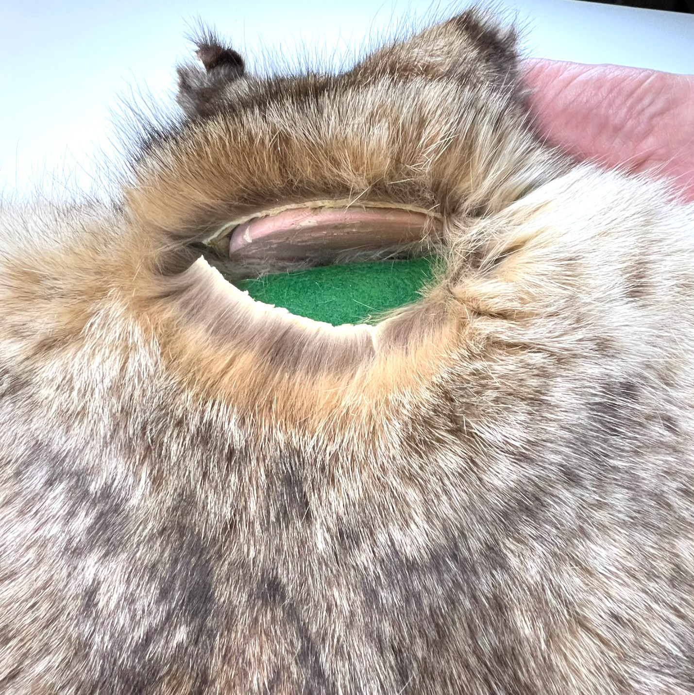 Vtg. Bobcat Taxidermy Rug Mount Full Body Green Felt Border Rustic Cabin Decor