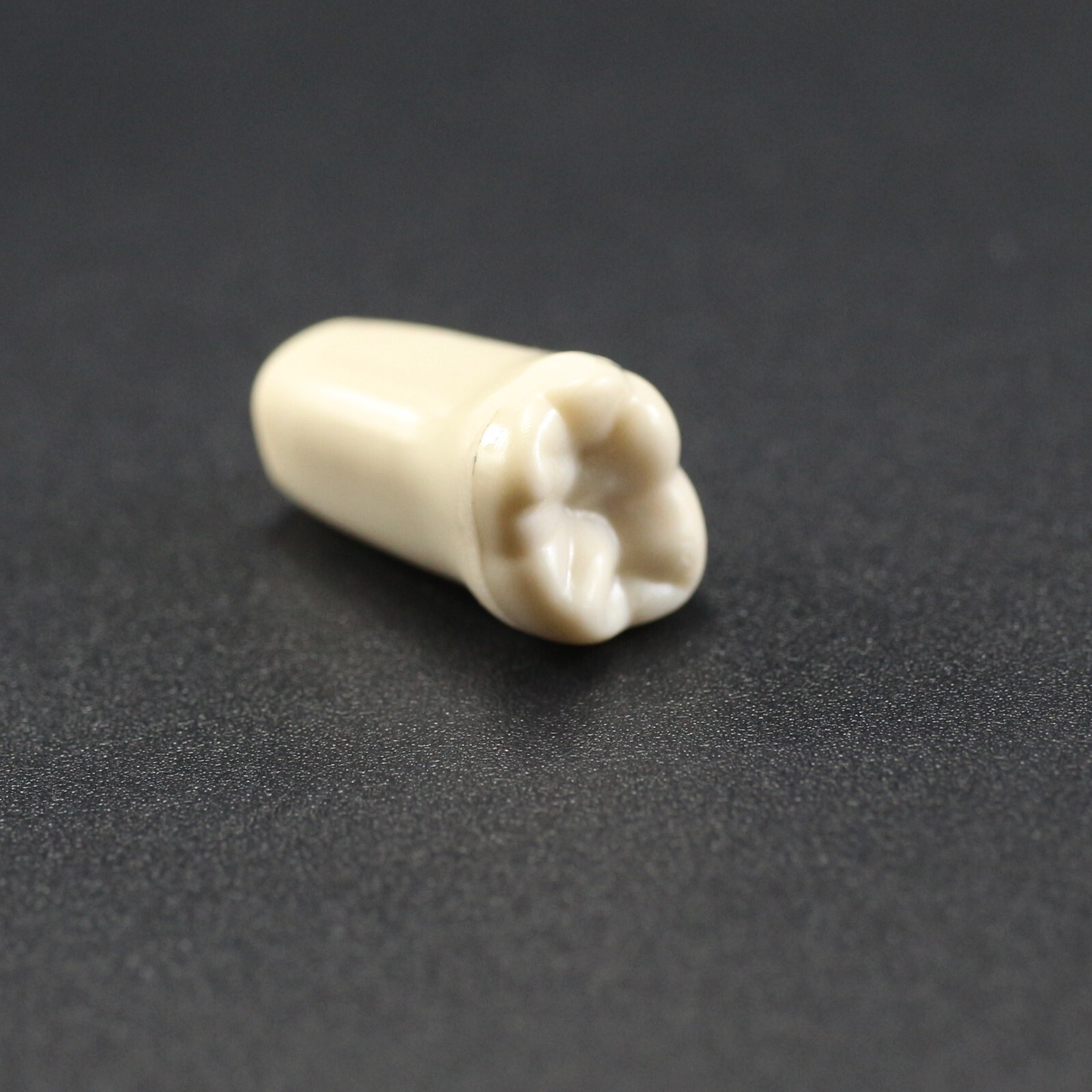 Columbia 860 10pcs/lot Dental Individual Typodont Teeth Replacement