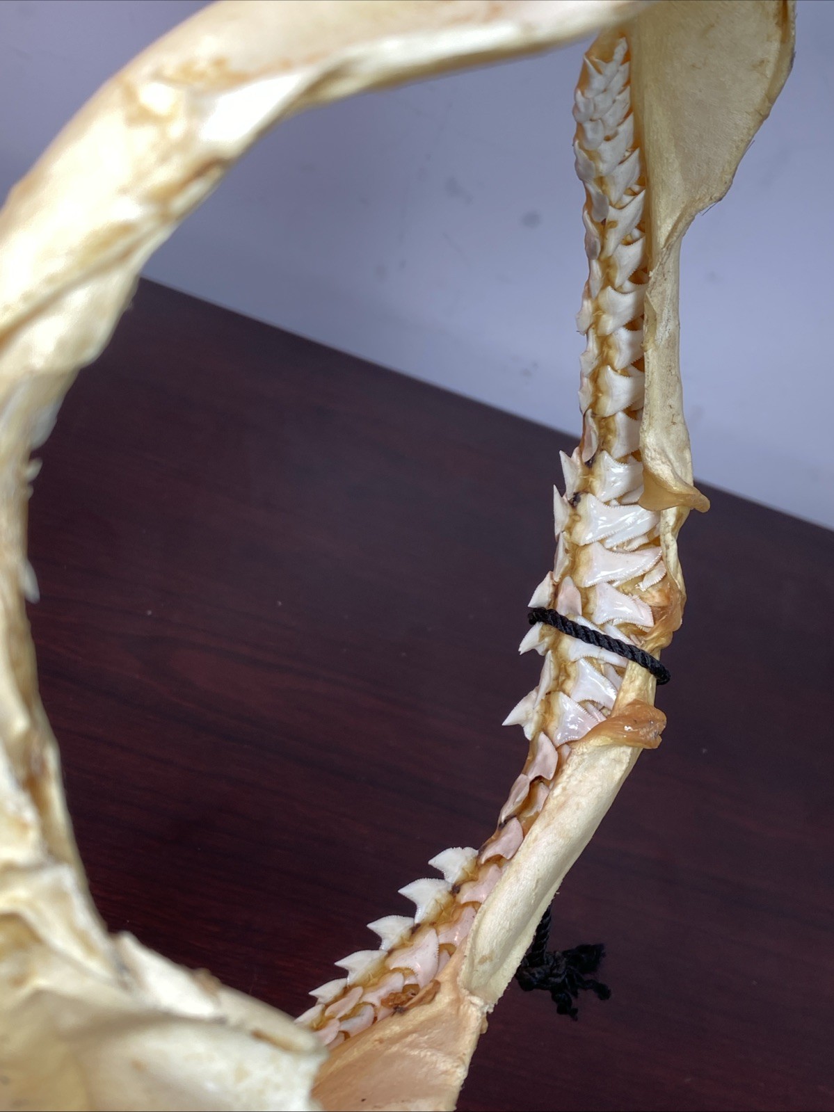 Vintage Bull Shark Jaw Taxidermy 4 Rows Of Teeth 9.5” Wide x6.25” Nautical Decor