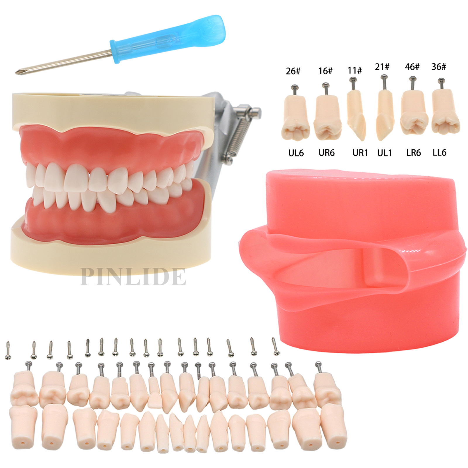 Dental Oral Cavity Model Removable Screw-in Teeth fit Kilgore NISSIN 200 32pcs