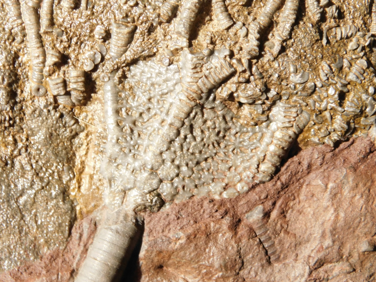Larger! 430 Million Year Old! CRINOID Fossil or Sea LILY Fossil Morocco 601gr