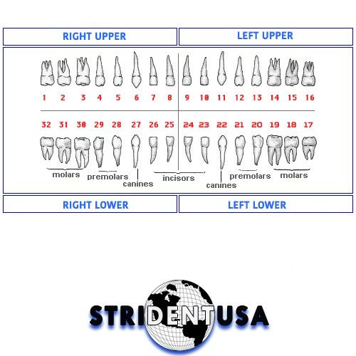 Ivorine Teeth For Typodont 860 - 10 PACK Compatible with Columbia 860 Brand