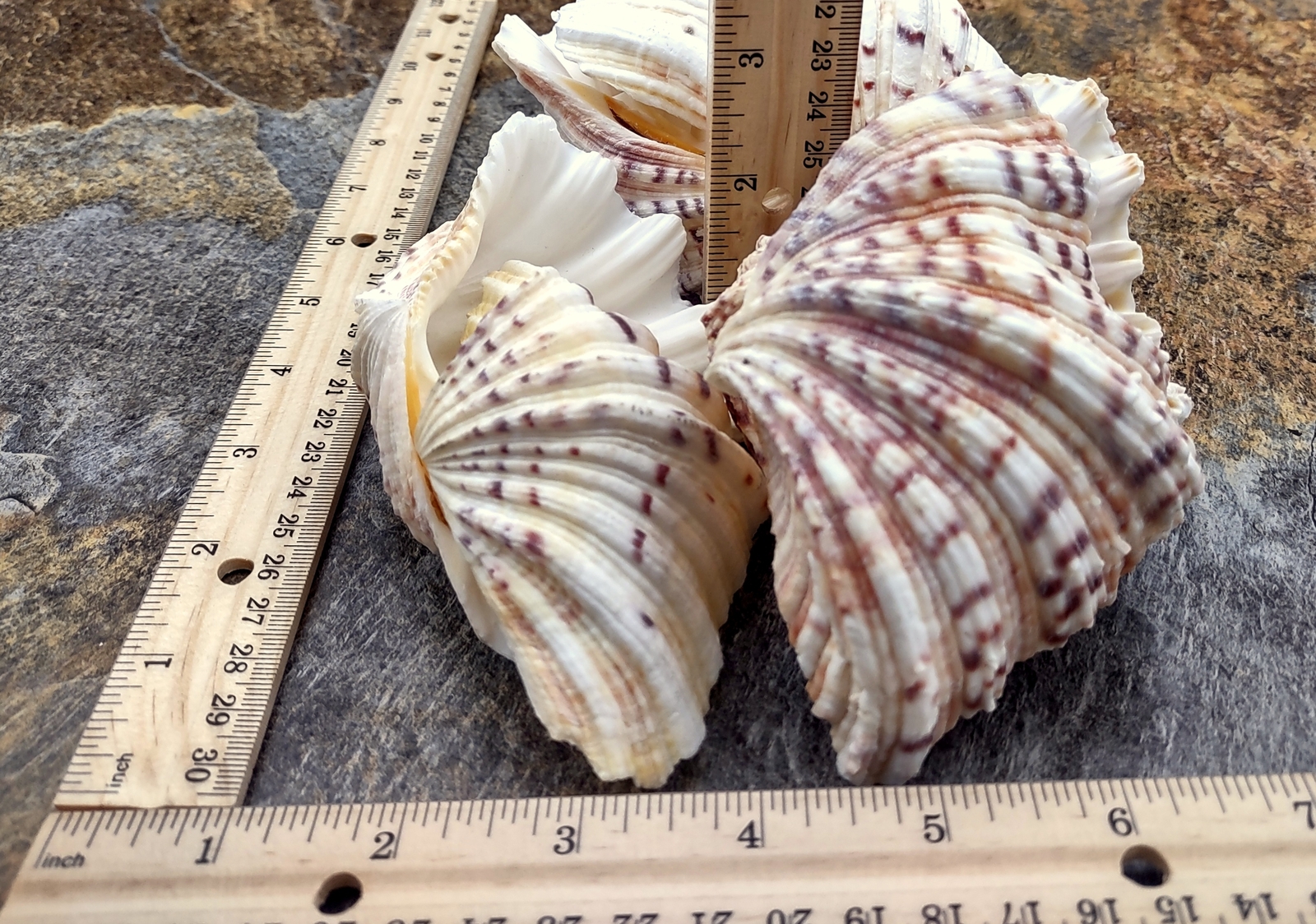 Bear Paw Clam Seashell Pair Hippopus Hippopus (1 shell pair approx. 4+ inches)