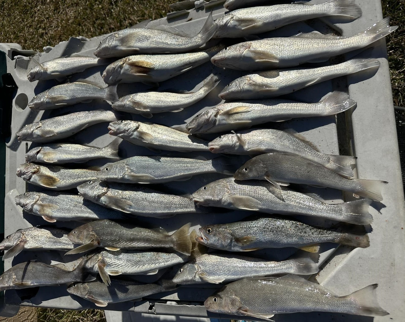 Premium Pompano Rig "Sand Flea-Coquina Clam" Fishing Rigs Pompano Whiting Spots