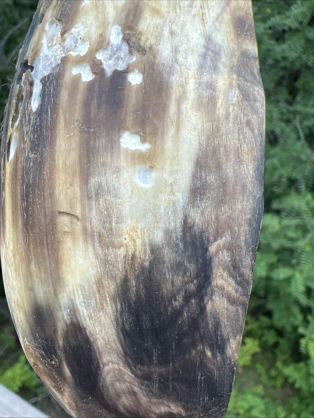 Original Native American Indian Hand carved Goat Horn Spoon; Late 19th Cent.