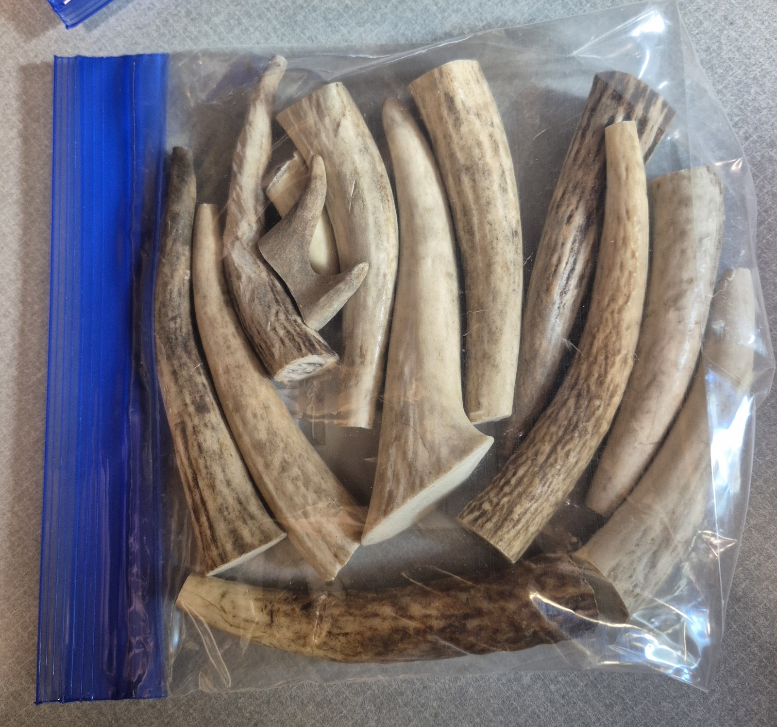 1# Bag Elk Antler Crafting Tips 12-15 Pieces & FREE SHIPPING!