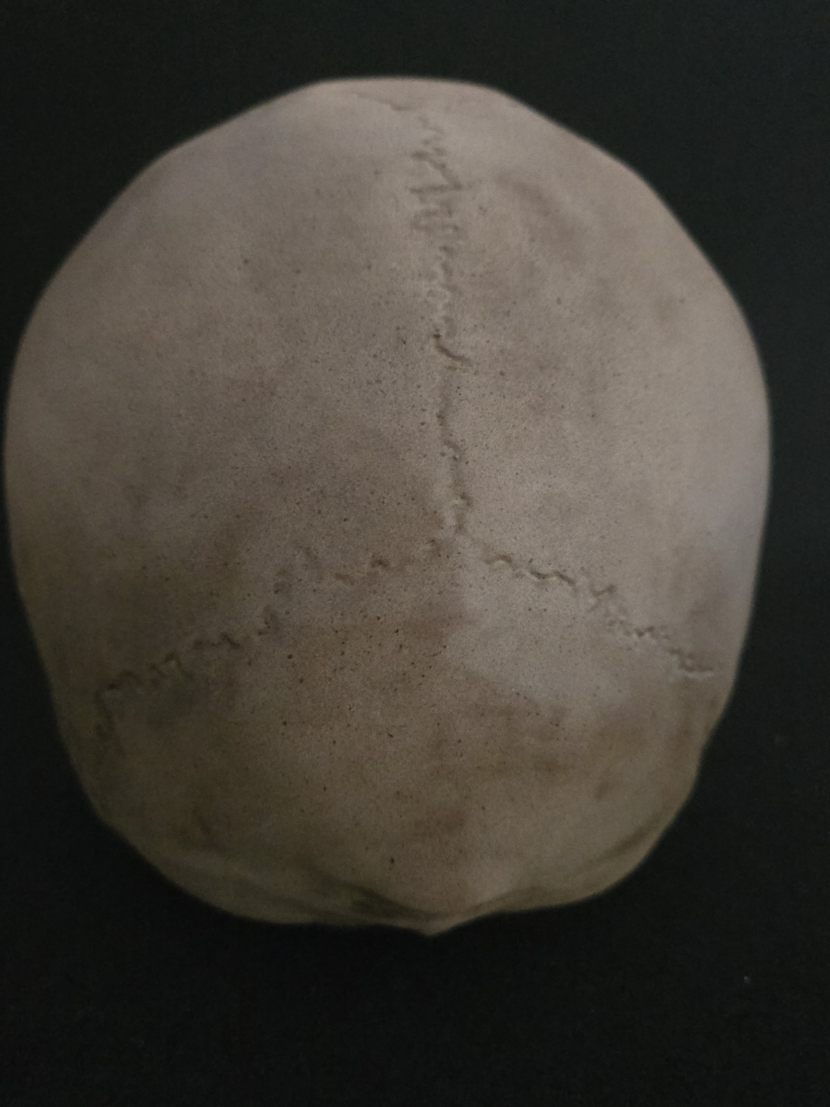 Skull Humanl Life Size Realistic