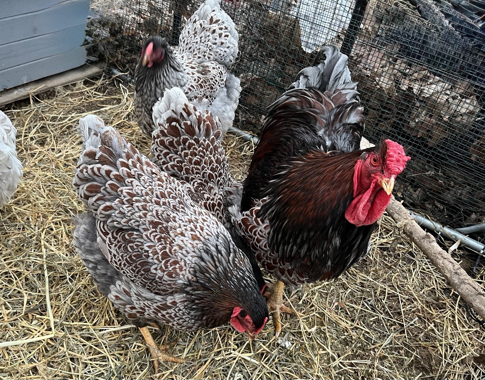 Dozen + Purebred Blue-Laced Red Wyandotte Hatching Eggs. Free Flat Rate Shipping