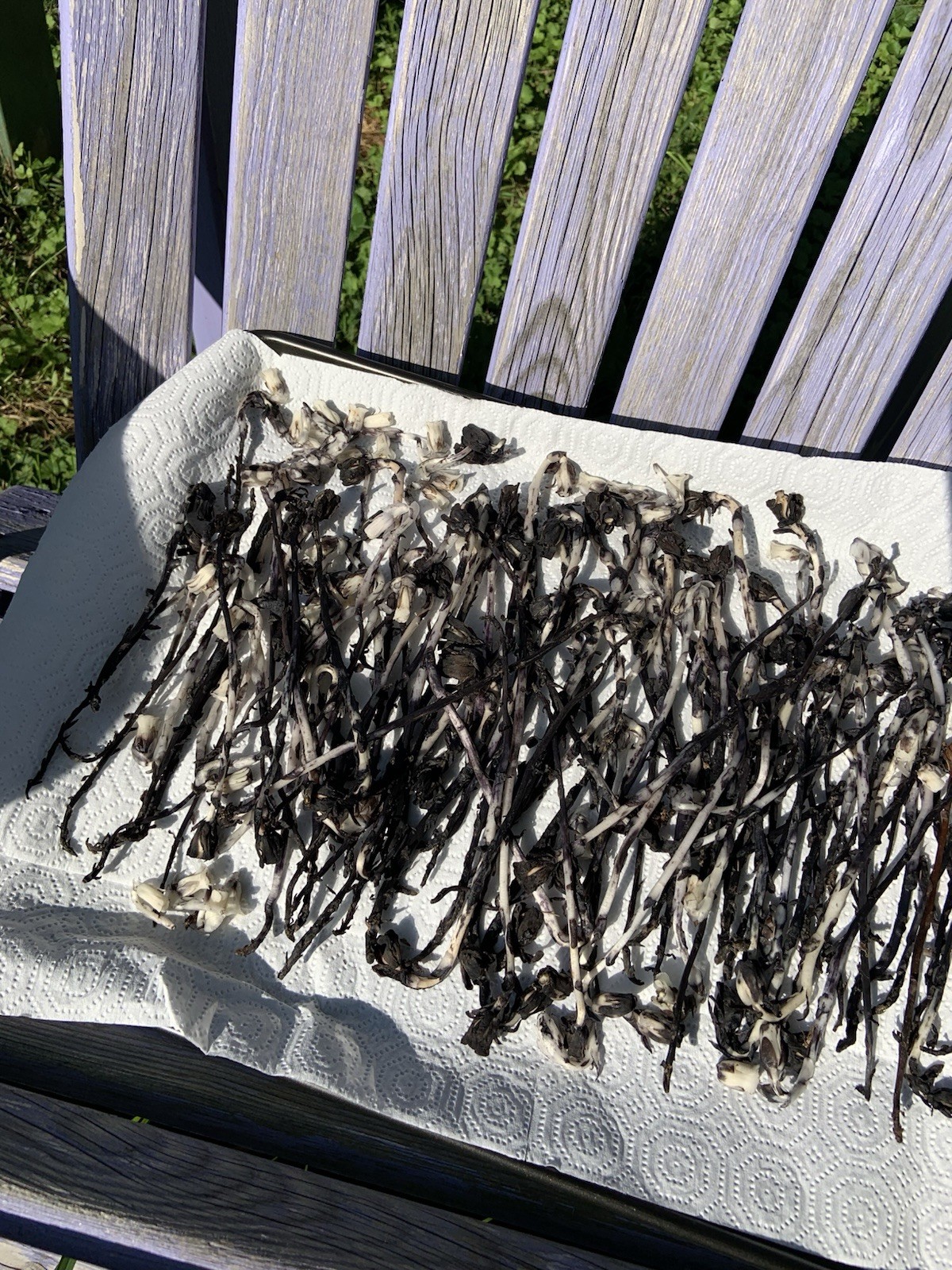 Dried Ghost Pipe Indian Pipe Whole Flowers Box of 12