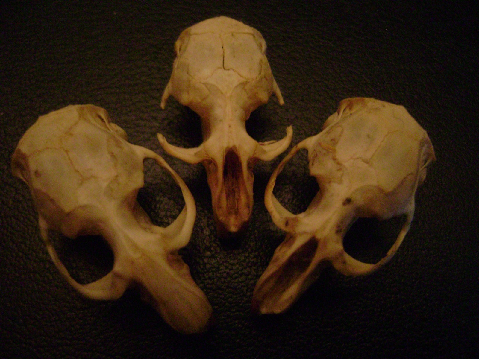 3 BLIND MICE real rat skulls HALLOWEEN CRAFTS taxidermy display BONES animal lot