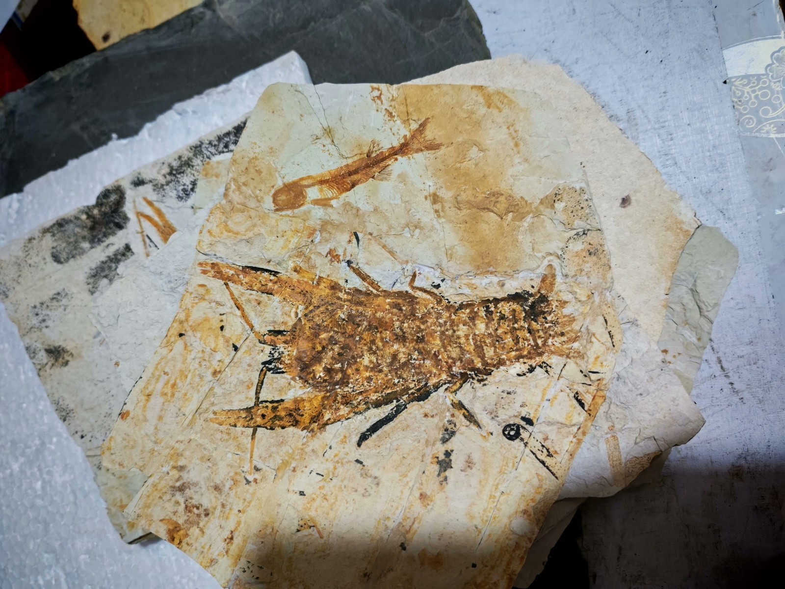 unique and authentic fossilized fish fossils 8803