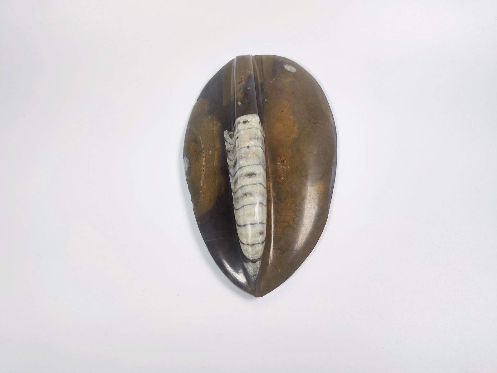 Large 7" Polished Orthoceras Fossil Specimen - Morocco 400MYO Prehistoric Decor