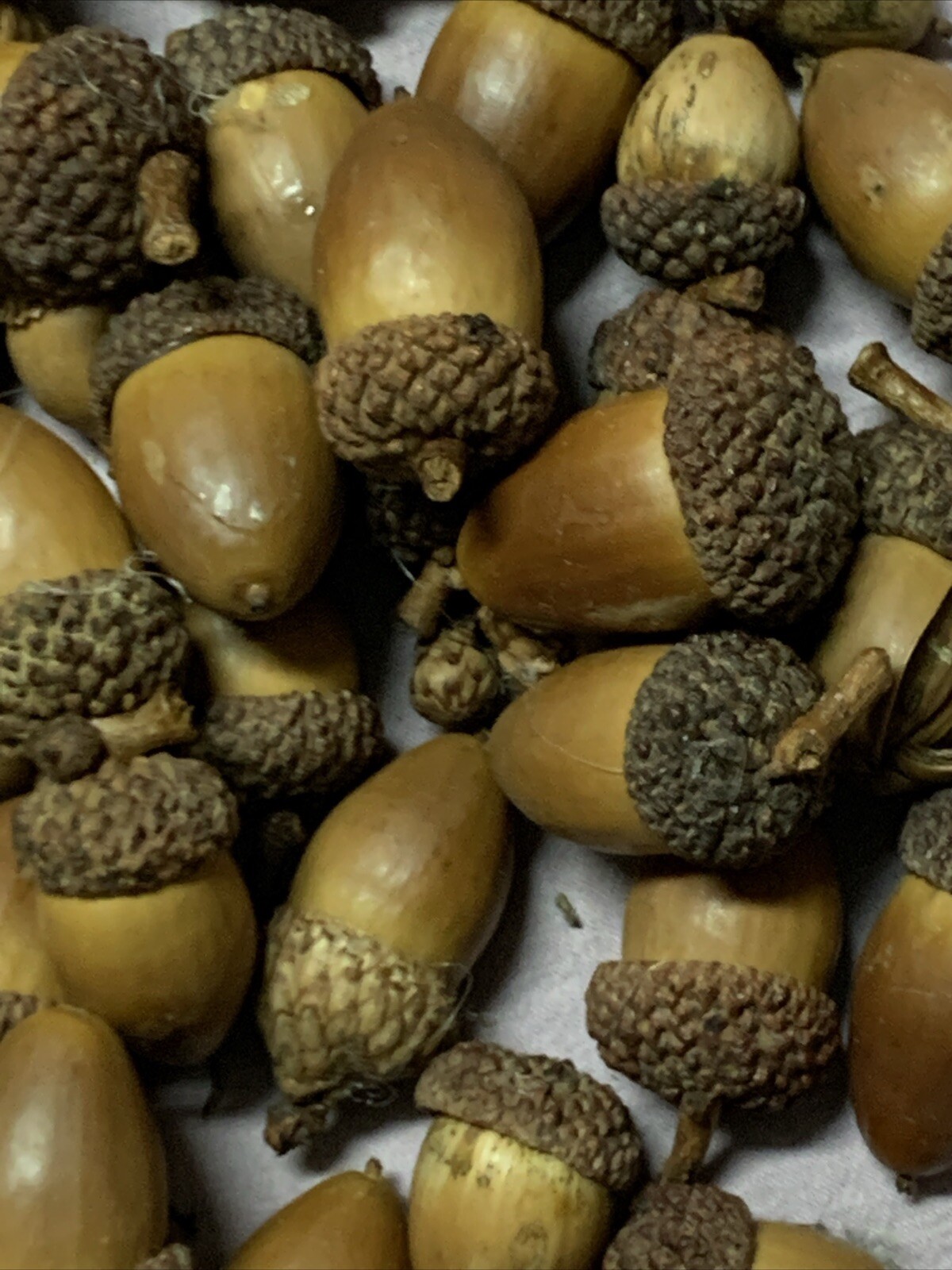 Over 60 dried acorns With caps for crafts, Real acorns, Dried Treated