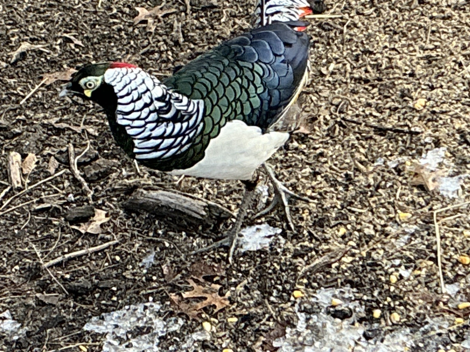 PRE-SALE Lady Amherst Pheasant Hatching Eggs   6+2