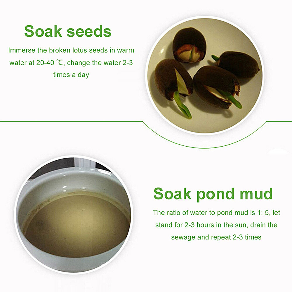 Natural Lotus Pond Mud Aquatic Pond Soil with Nutrients Plant Growing Benchmark