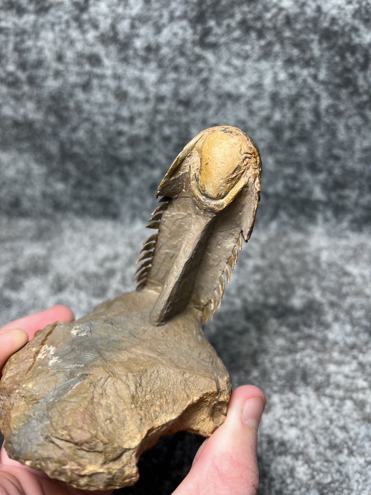 Trilobite Crotalocephalina (Crotalocephalus) Fossil - Ofaten, Morocco