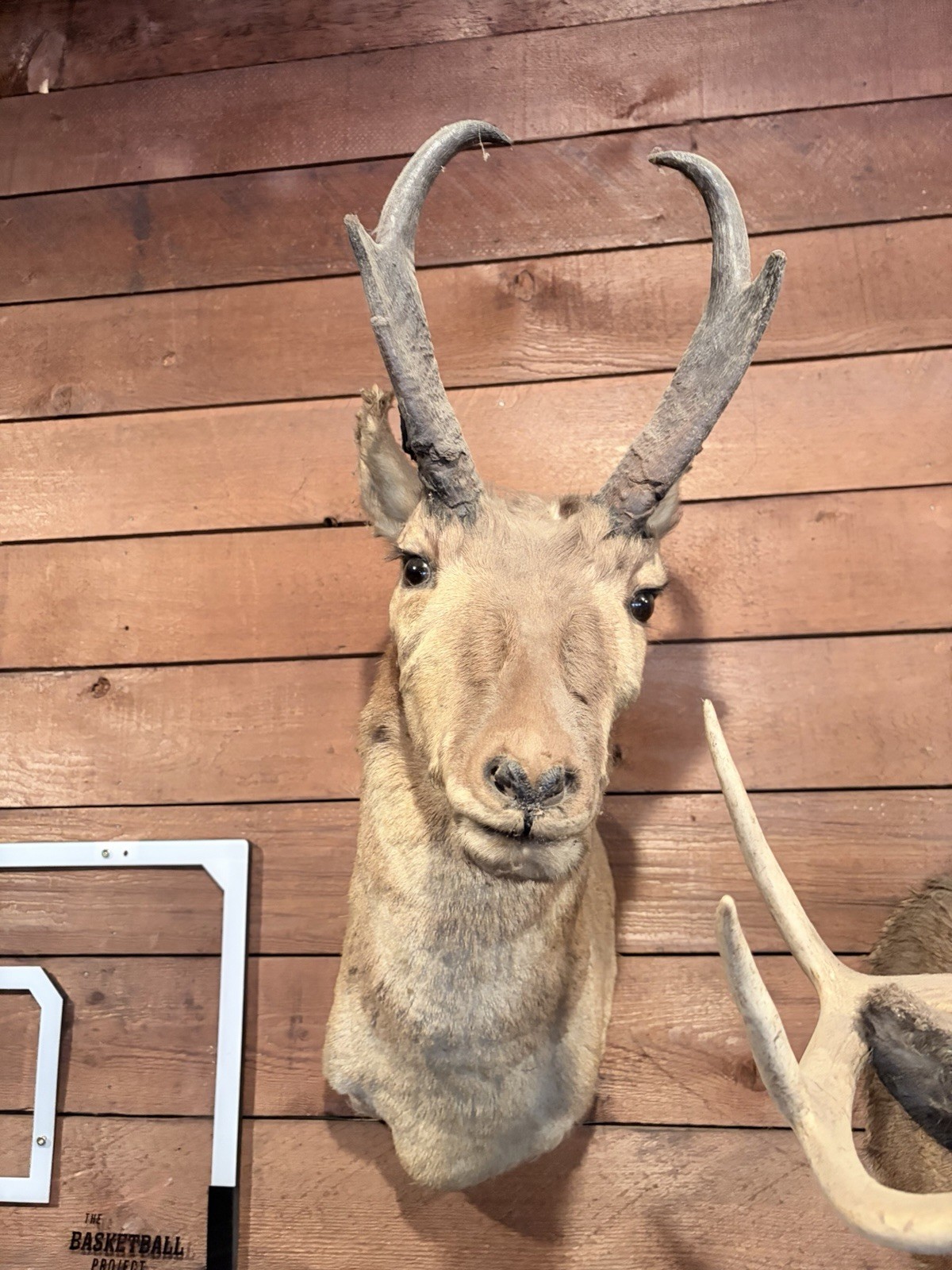 Pronghorn Antelope Mount