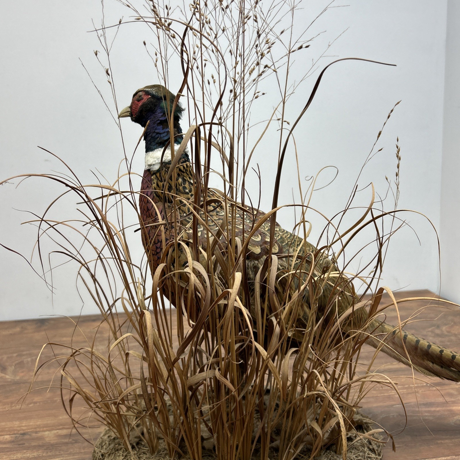 Ringneck Rooster Pheasant Taxidermy Standing Mount Habitat Base Foliage
