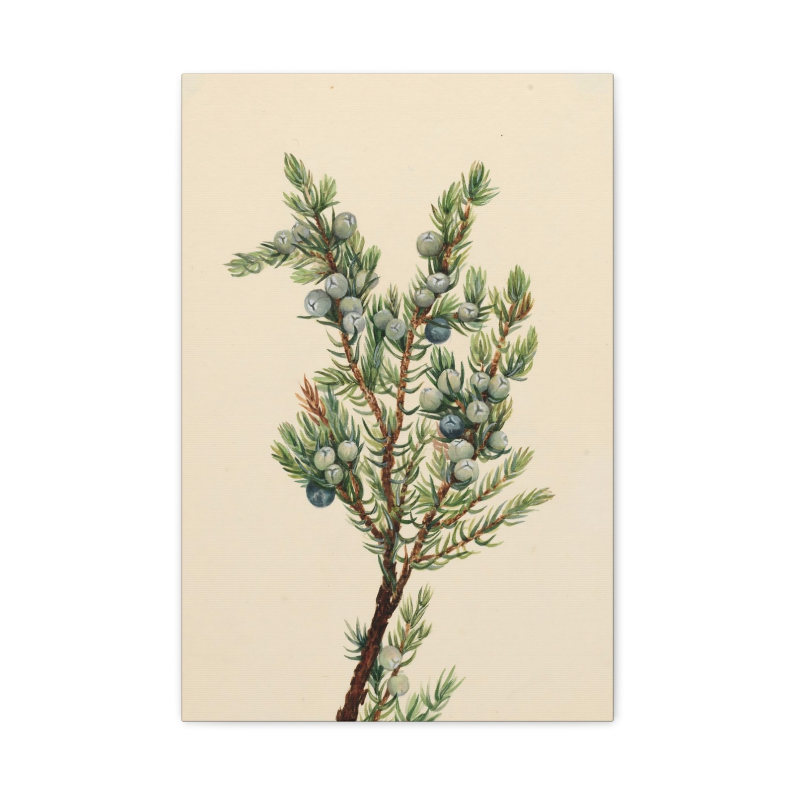 Mary Vaux Walcott - Mountain Juniper (Juniperus sibirica) - Canvas Wall Art