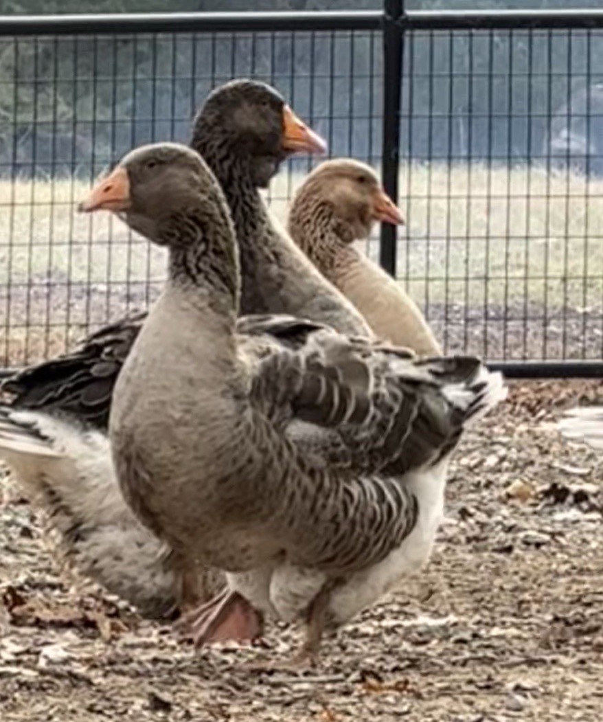 Dewlap Toulouse Exhibition Type 4++ Eggs