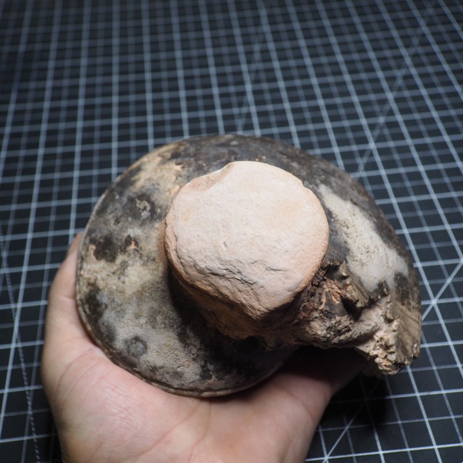 Study Specimen Choffaticeras Ammonite 155 mm 1.7 kg Fossil Siphuncle Cretaceous