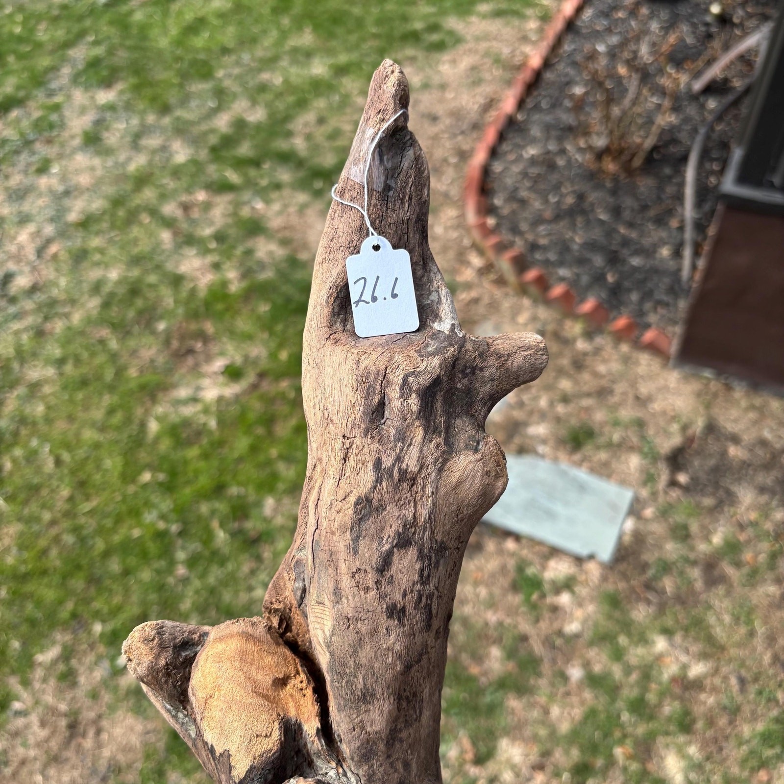 Knobby Tree Shaped Driftwood 14x5x5 – Sculptural Natural Wood Decor