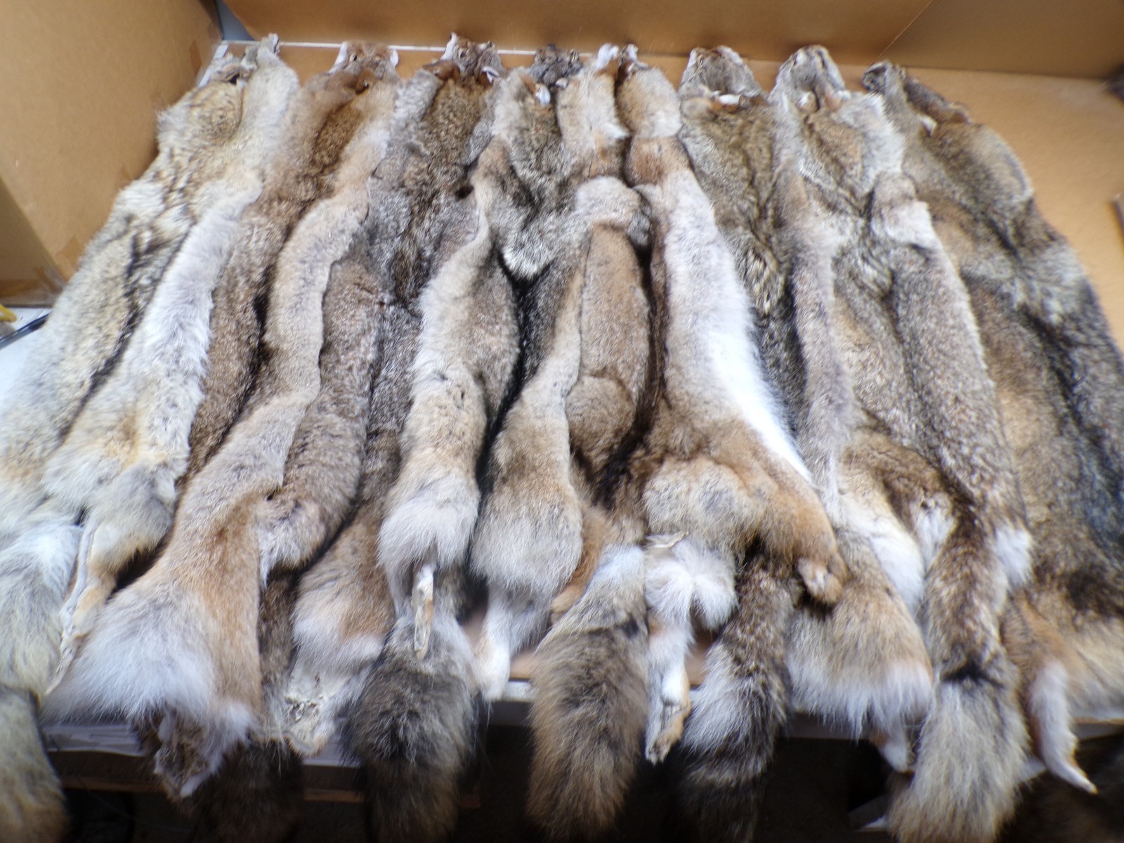 Tanned Eastern Coyote Hide/Furs/Trapping/Taxidermy/Crafts