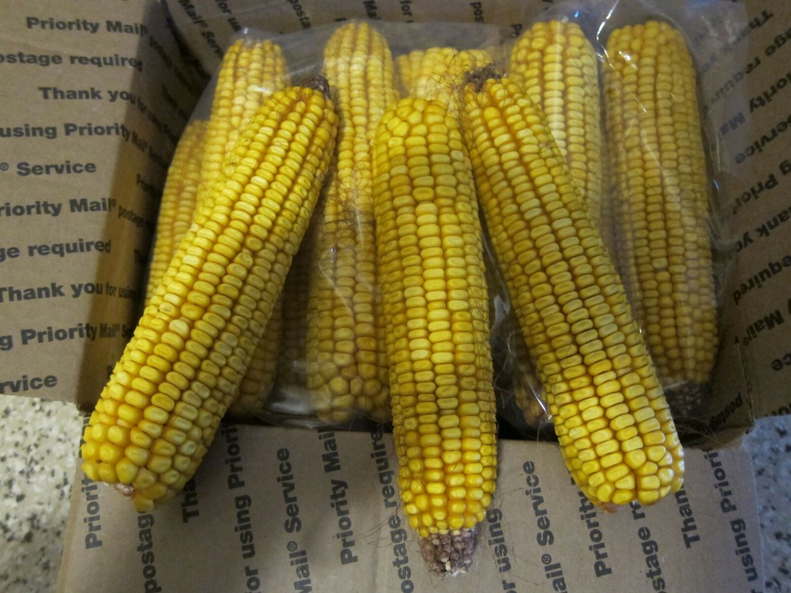 10LB (approx 24 ears) OF EAR CORN BIRDS-SQUIRRELS-OTHER WILDLIFE. FREE SHIPPING