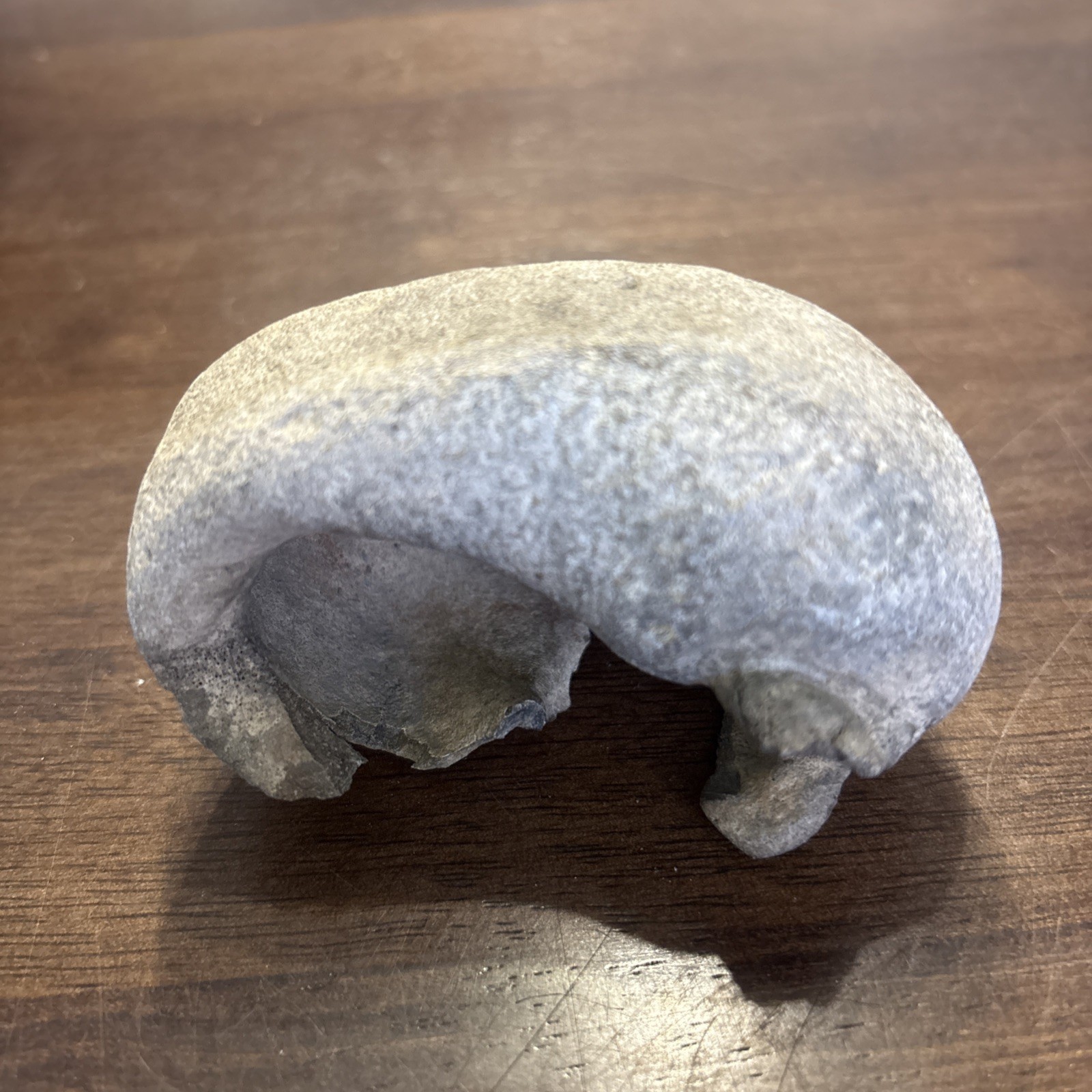 3 Inch Fossilized Whale Ear Bone Concave Rare