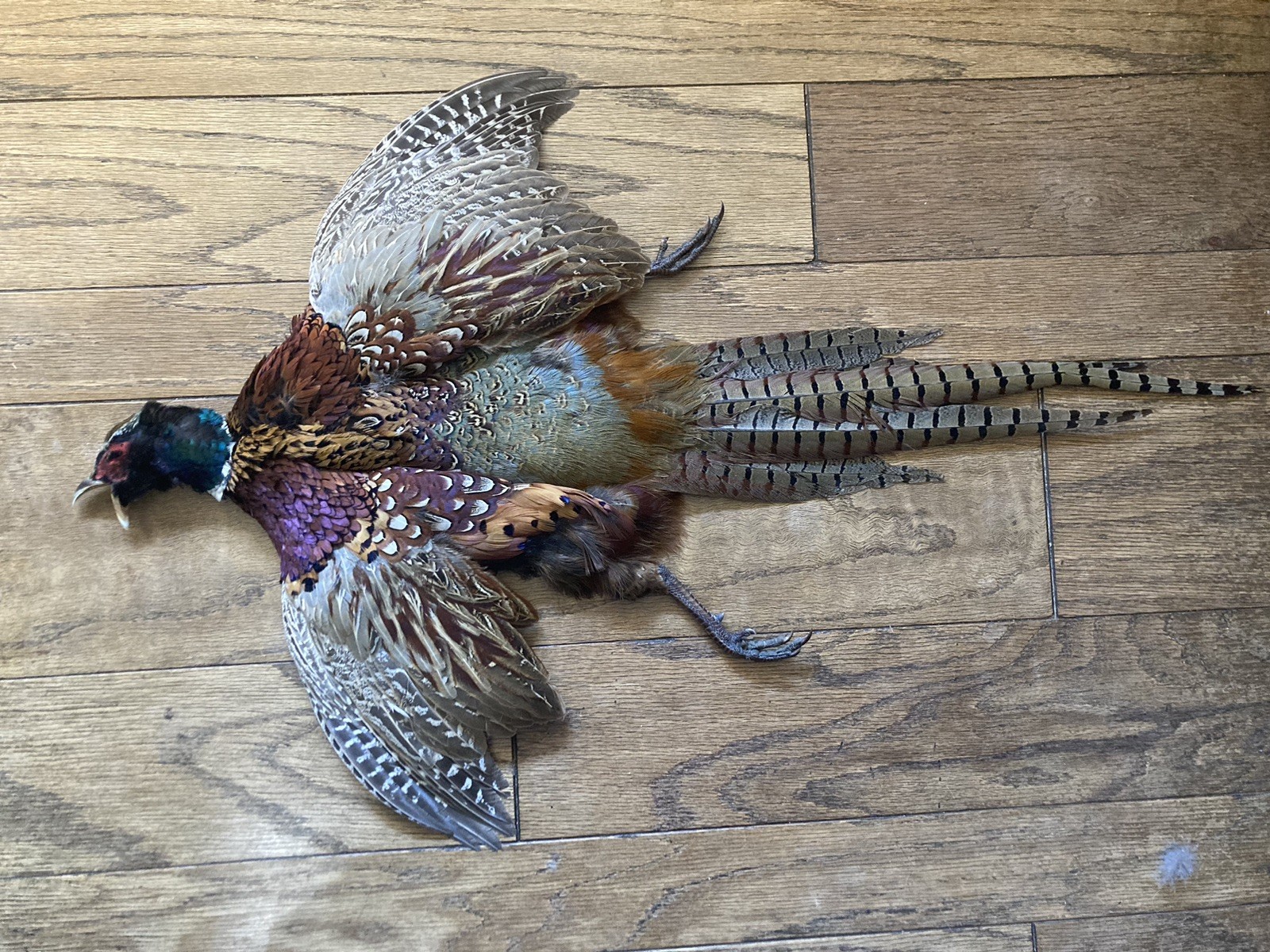 Rooster RINGNECK PHEASANT Full SKIN 2 Wings Tail Feathers Wall Art Man Cave