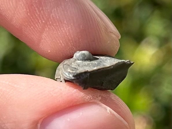 Trilobite Fossil Isotelus maximus Arnheim Formation Enrolled Ordovician Bug