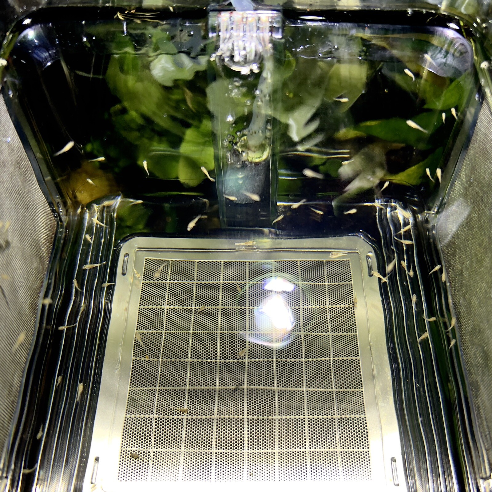 Fish Breeder Box Hatchery/Livebearer Hang-On Rimmed or Rimless Tank - FREE SHIP!