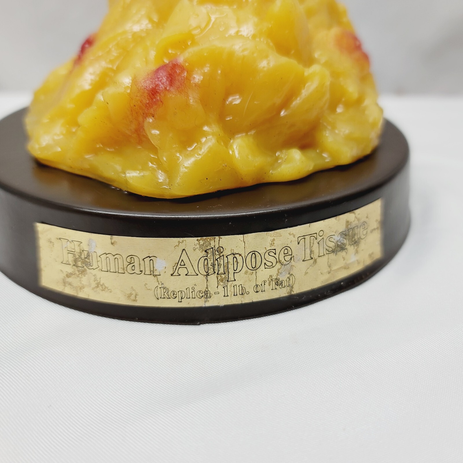 Vintage Human Adipose Tissue Replica Model Of 1lb Of Fat