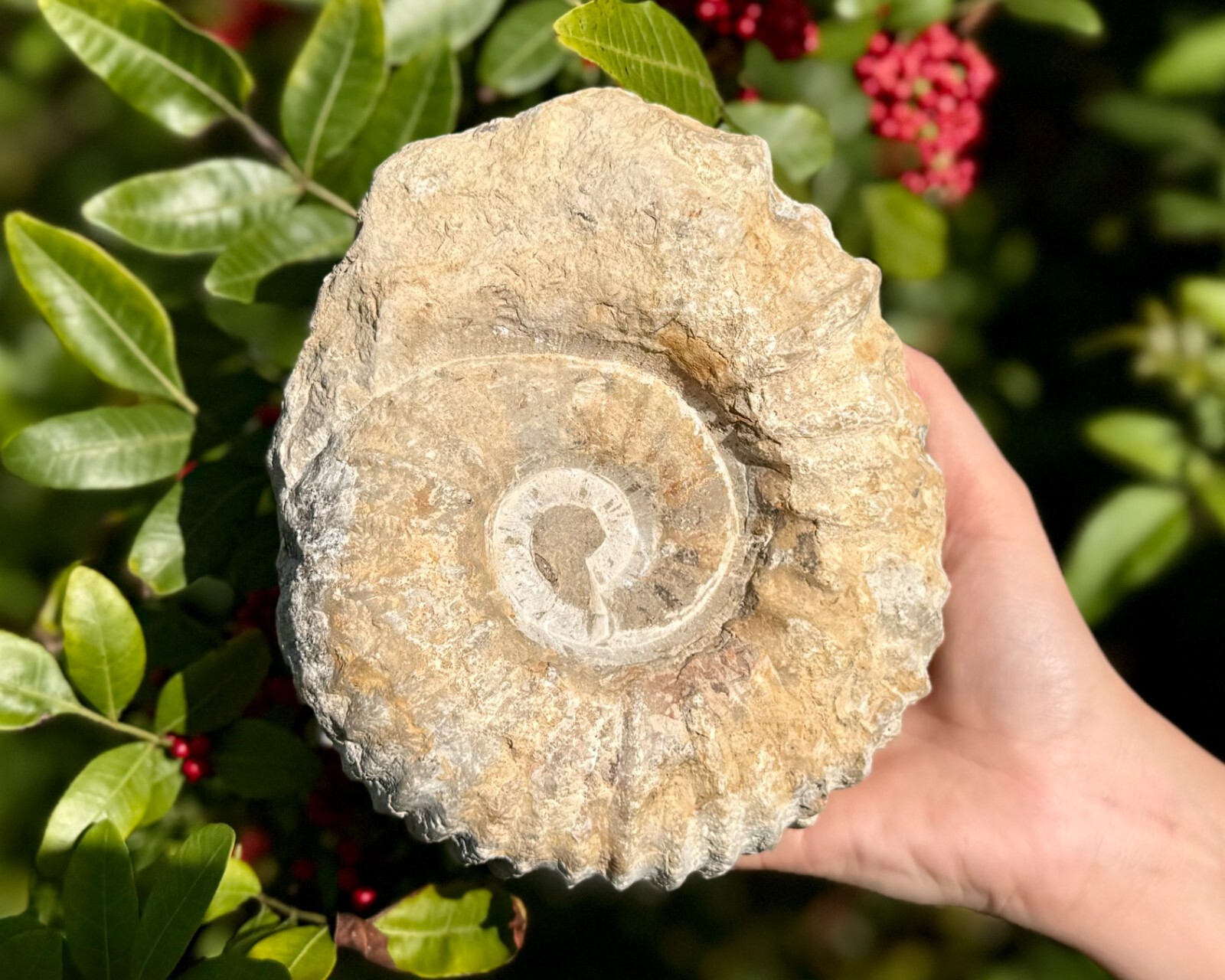 Jumbo Natural Ammonite Fossils From Morocco, 6 - 8" Raw Ammonite Specimens