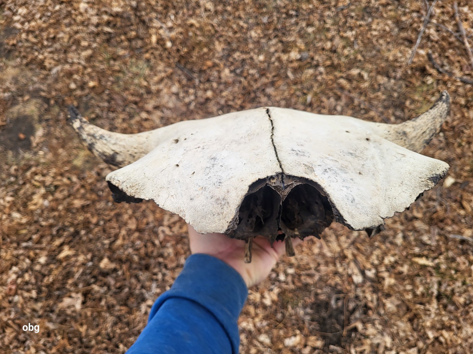 Bison Skull cap real historic buffalo skull