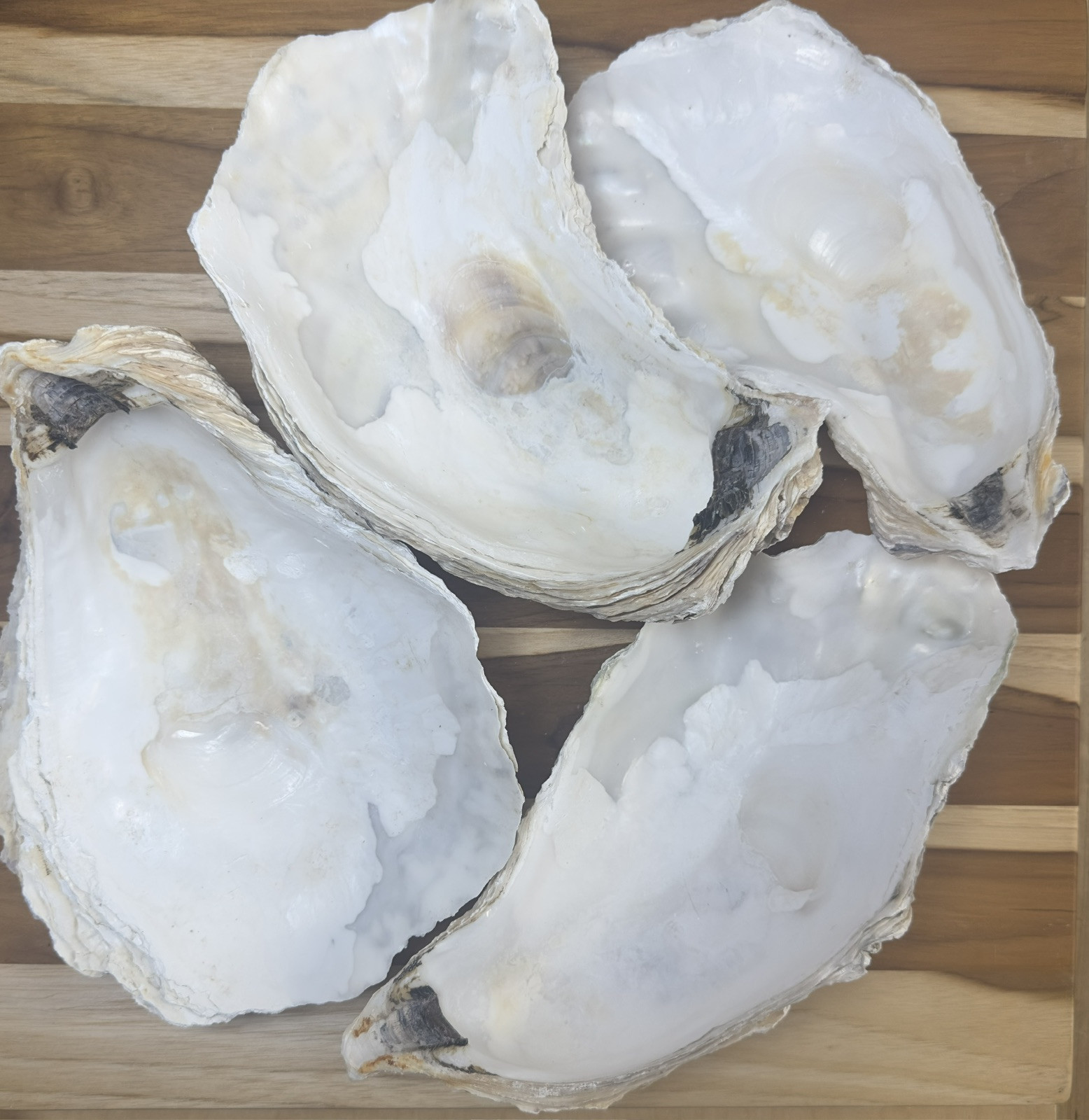 12 Oyster Shells Cup Side 7-9” Bulk Clean No Smell Art Jewelry Dish