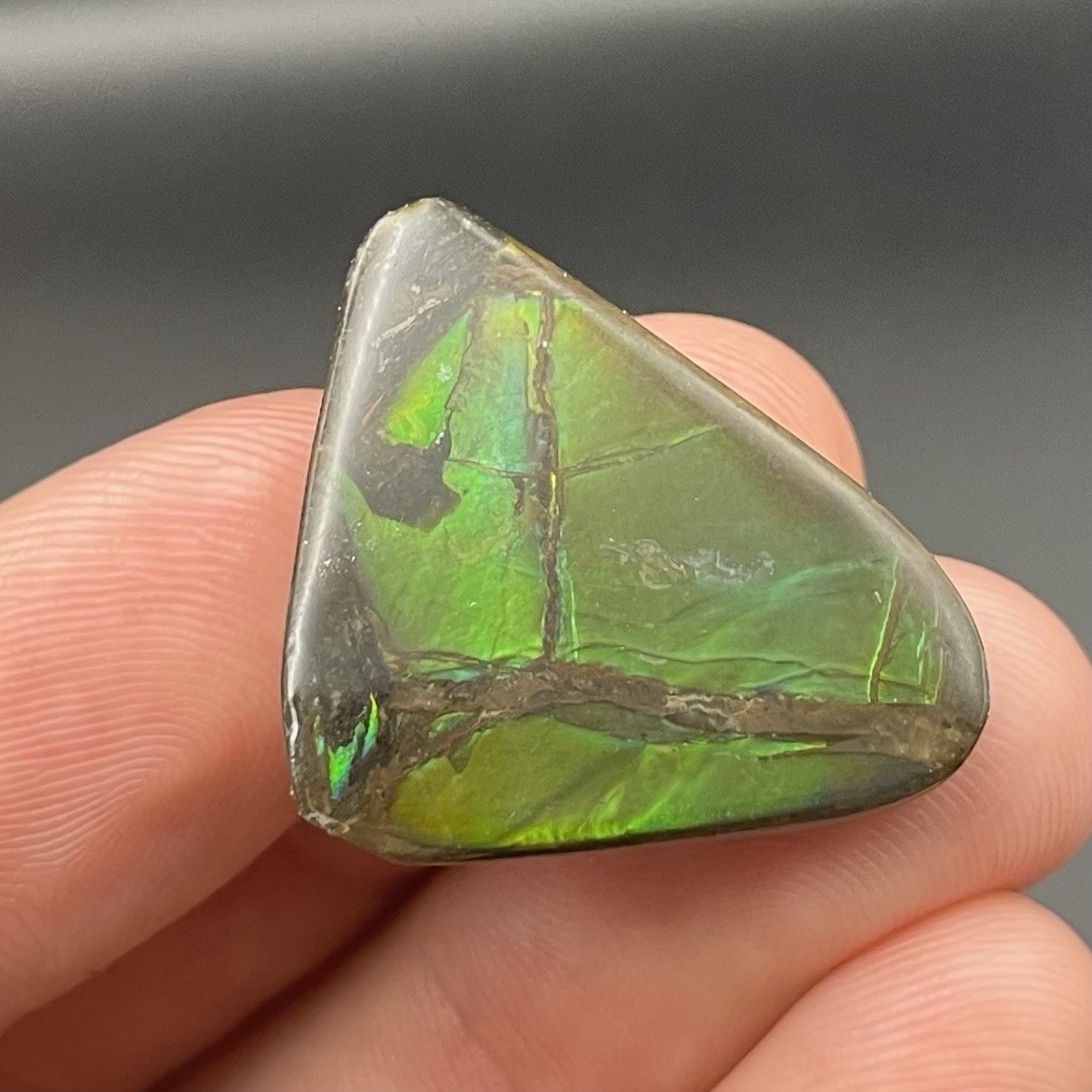 GORGEOUS GREEN CANADIAN AMMOLITE FOSSIL AMMONITE ALBERTA CANADA